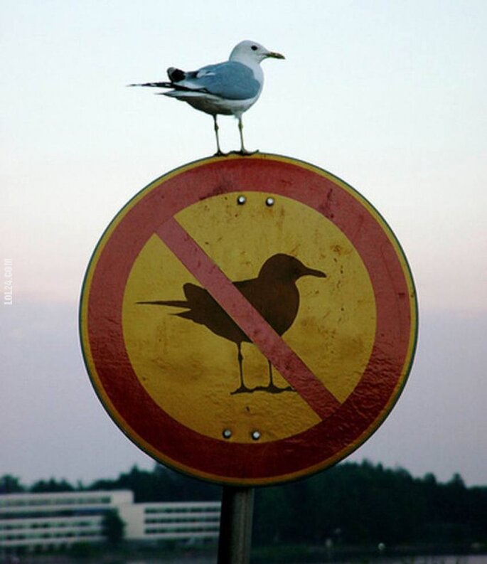 napis, reklama : Rebel Bird!