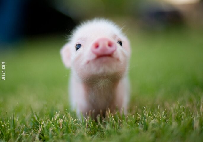 urocza, słodka : Mała świnka