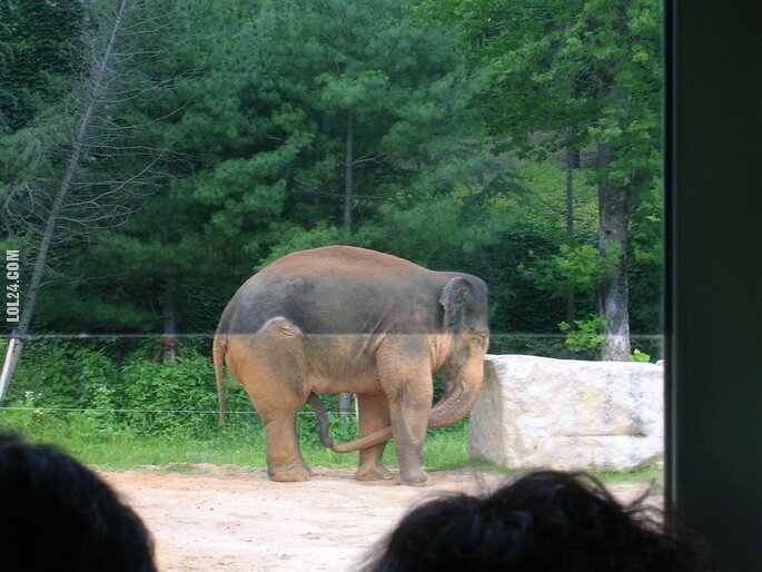zwierzak : Słoń