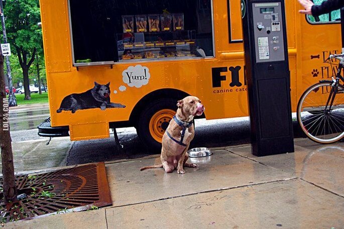 napis, reklama : Fast food dla psów?