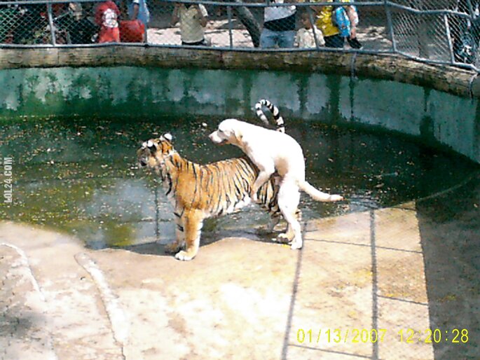zwierzak : Pies Tygrysa...