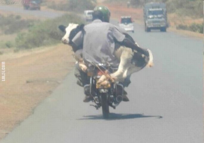 WOW : Gość wiezie krowę na motorze
