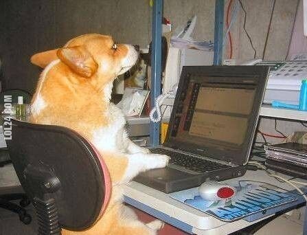 technologia : pies przy laptopie