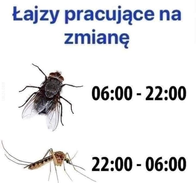 MEM : Na dwie zmiany