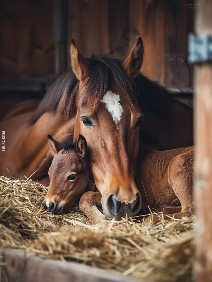 zwierzak : Sweet 🥰