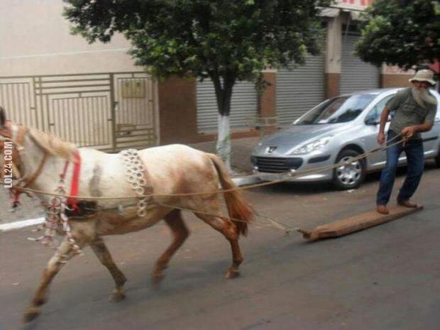 WOW : Horse surfing