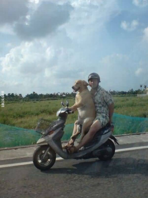 zwierzak : W drodze do pracy - pies na skuterze