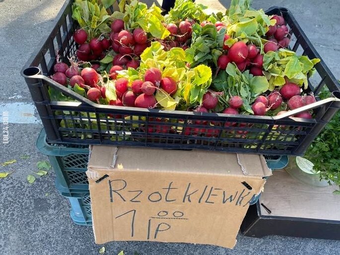 napis, reklama : Rzodkiewka 😉