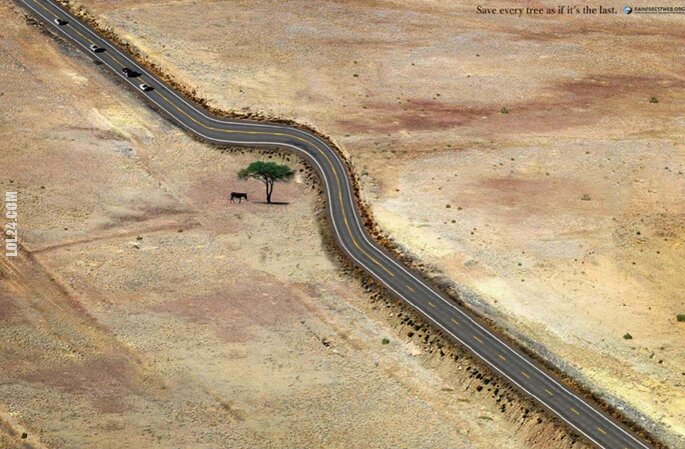inne : Droga przez pustynie i drzewo