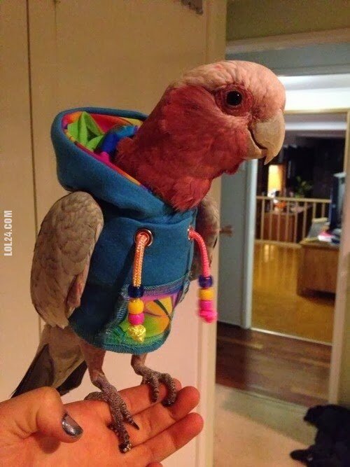 zwierzak : Papuga w bluzie z kapturem