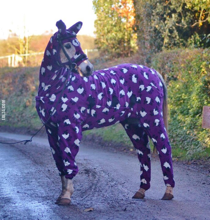 zwierzak : Koń w piżamie?
