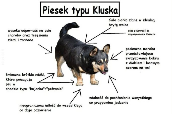 MEM : Pies typu Kluska