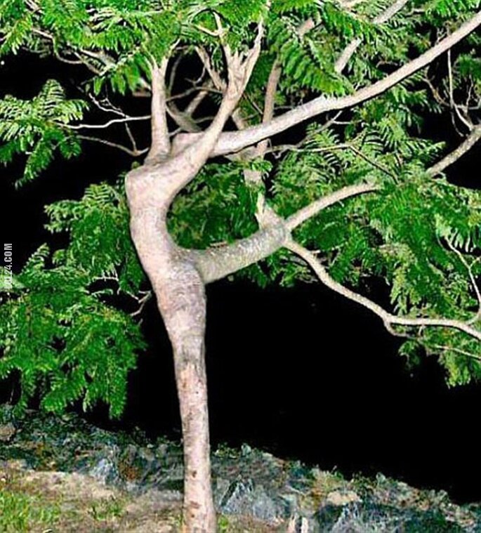 rzeźba, figurka : Drzewo z kobiecą sylwetką