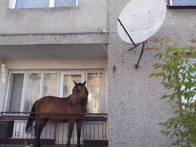 FAIL : Koń na balkonie w Grajewie