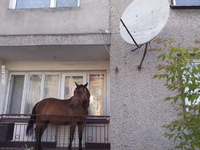 wpadka : Koń na balkonie w Grajewie