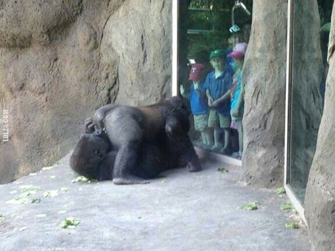 zwierzak : Goryle 69 w zoo