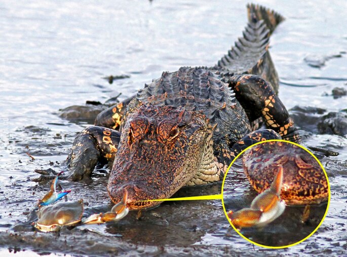 zwierzak : Krab vs Krokodyl