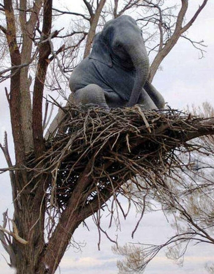 zwierzak : Słoń na drzewie