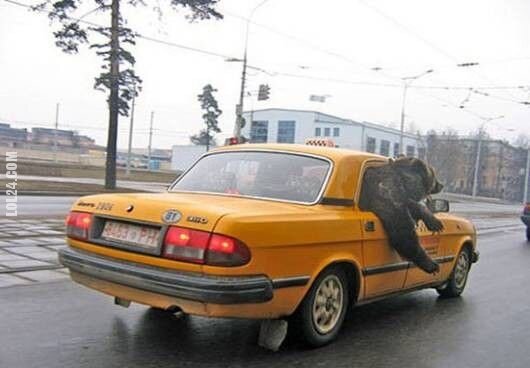 motoryzacja : Niedźwiedź wozi się taksówką