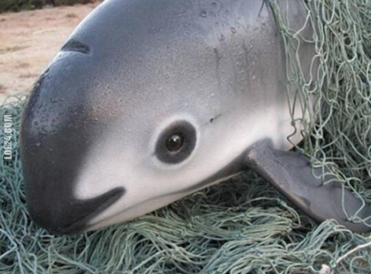 ciekawostka : Vaquita - "Panda morska"