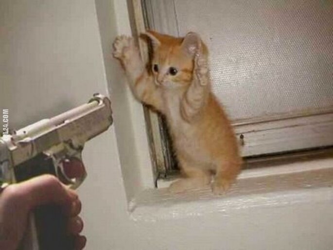 zwierzak : Kot i pistolet.