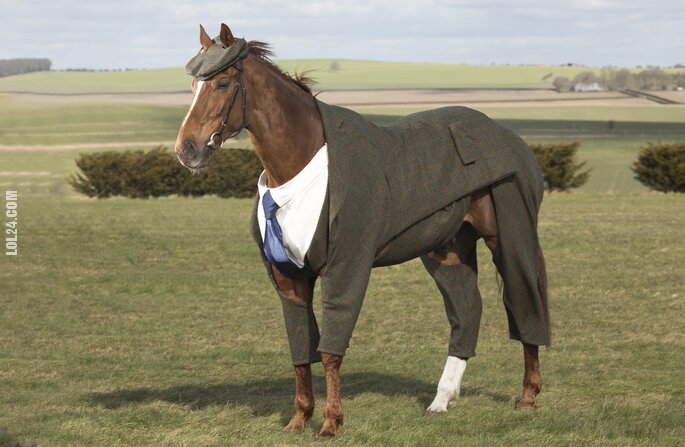 zwierzak : Twój koń jest tak elegancki jak Ty