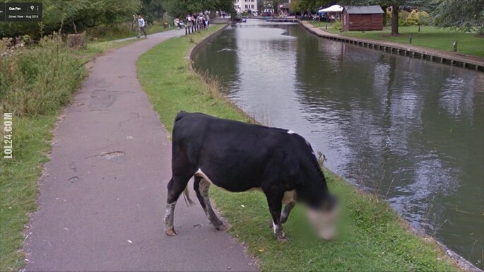 technologia : Google Street View cenzuruje twarz byczka