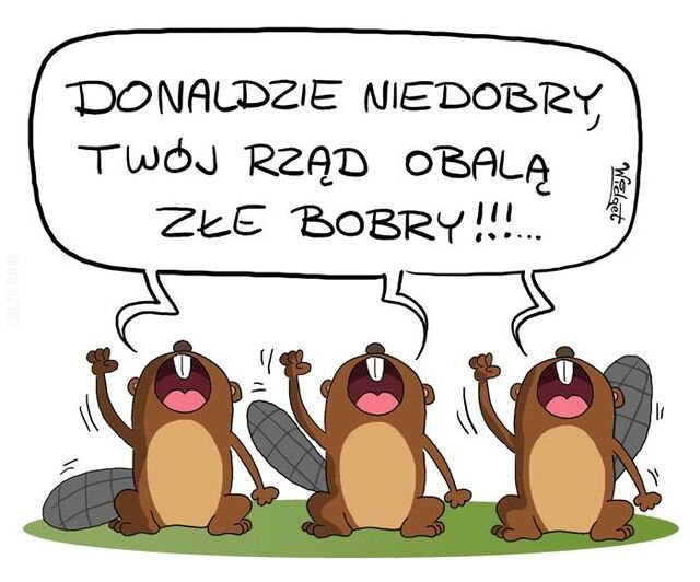 polityka : Tusk-bobry