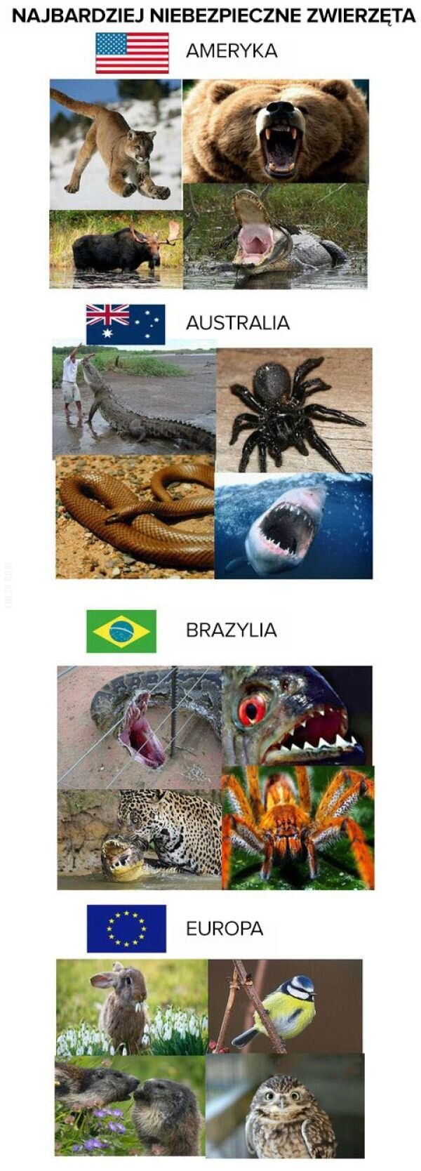 MEM : Najbardziej niebezpieczne zwierzęta