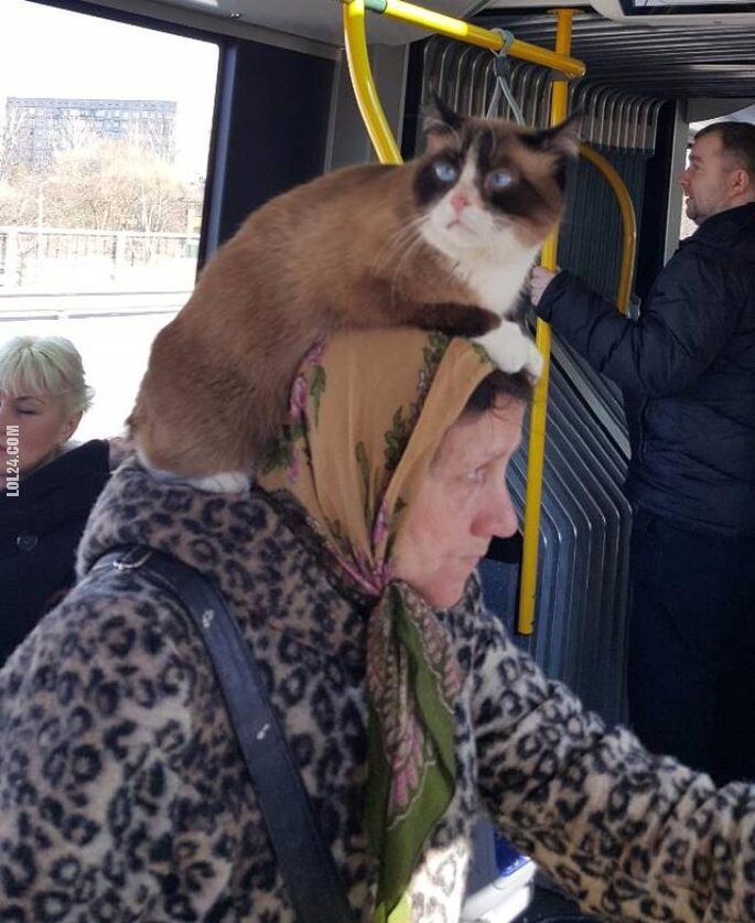 kobieta : Kobieta z kotem