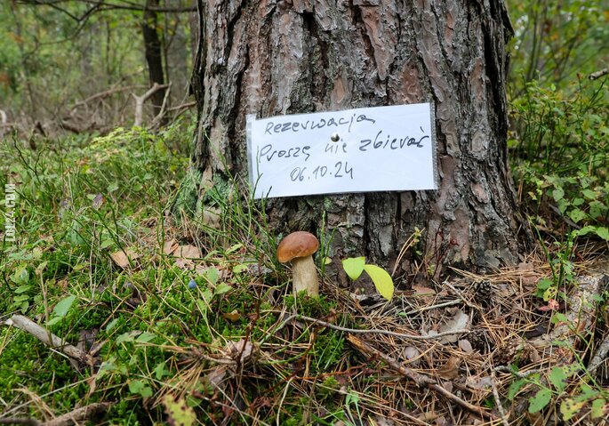 LOL : "Rezerwacja proszę nie zbierać"