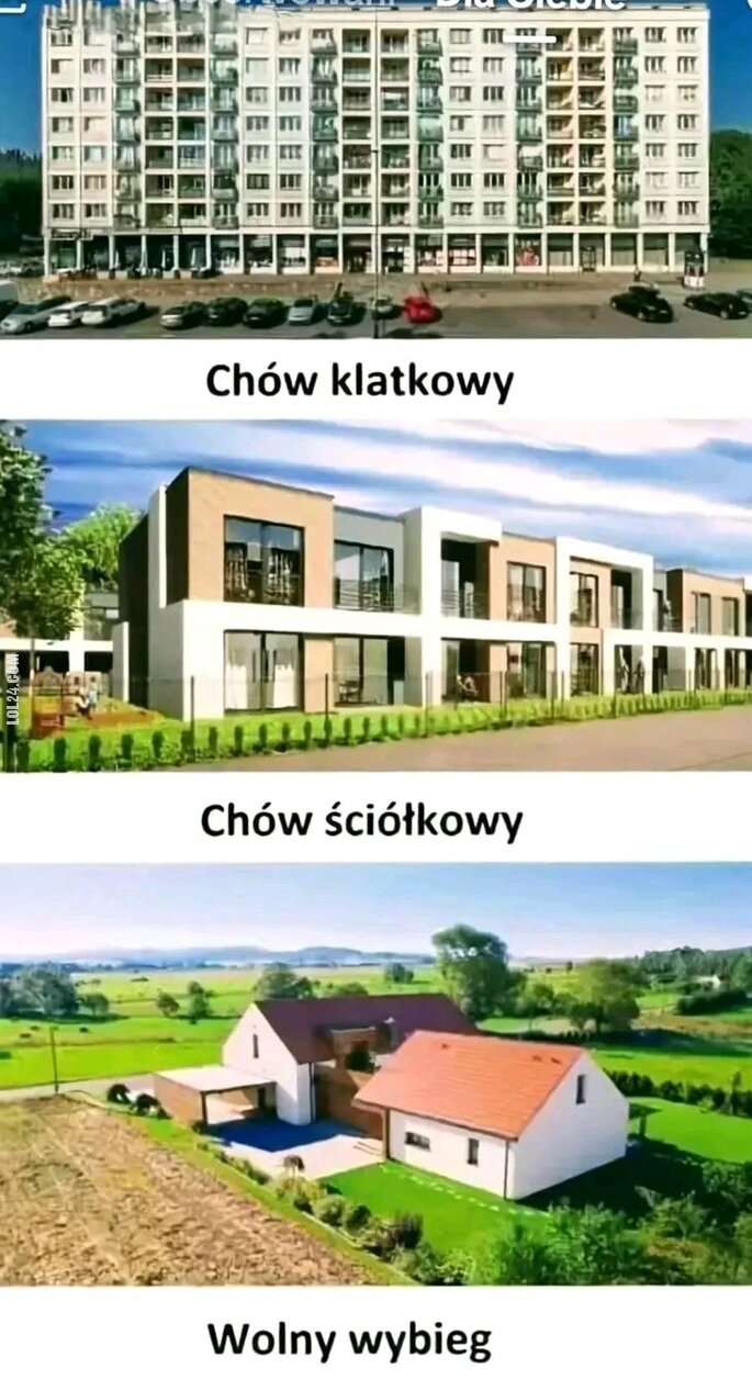 MEM : Skąd najlepsze jaja?