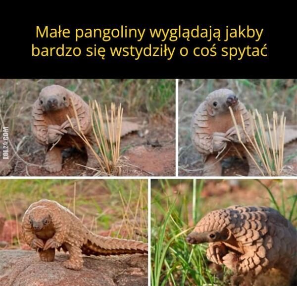 MEM : Małe pangoliny (Łuskowce)