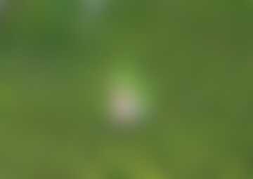 Tymczasem gdzieś na jakiejś łące