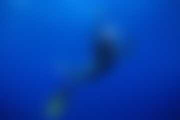 CUDOWNY PODWODNY ŚWIAT