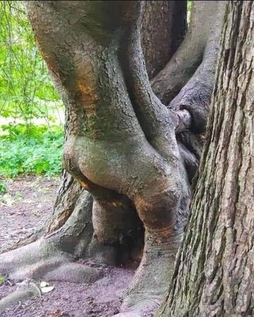 Drzewo ze zgrabnym tyłkiem