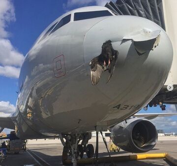 Ptak uderzył podczas lodowania w dziób samolotu - Miami International