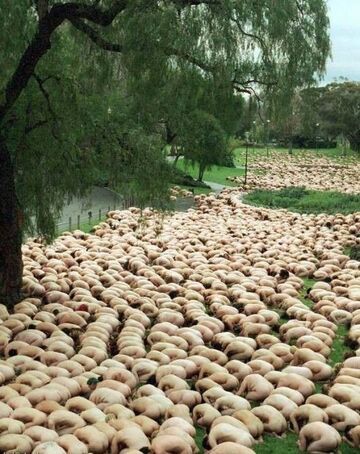 golasy się kłaniają