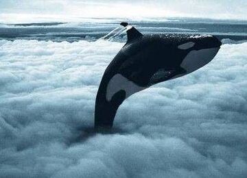 Orka w chmurach
