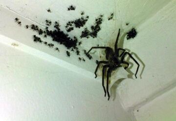 Urocza rodzinka pająków