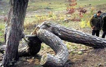 drzewo robię drzewo