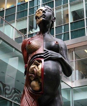 przekrój kobiety ciężarnej