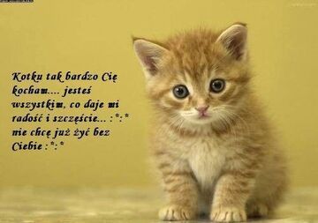 Kotku tak bardzo Cię kocham...