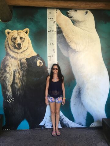Jak duży jest niedźwiedź polarny w stosunku do człowieka