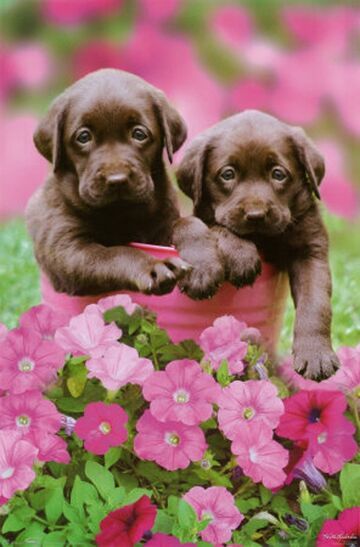 Labrador retriever w donicy