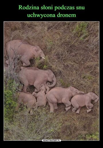 Rodzina słoni podczas snu