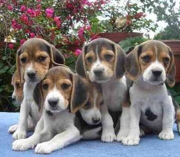 Pięć beagle