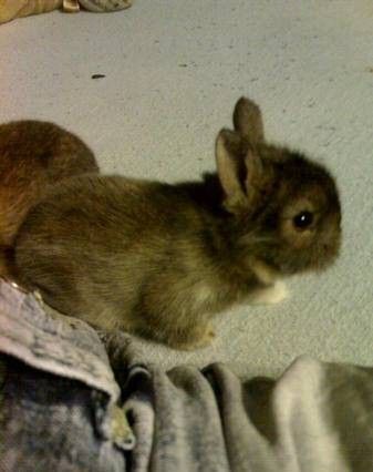 Mały króliczek