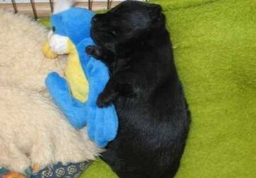 kolejny szczeniak sierota ze swoją maskotką