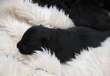 Szczeniak, czarne na białym